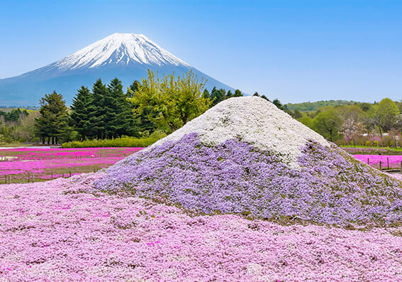 Mt. Fuji Shibazakura Festival